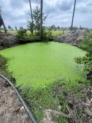 Azolla