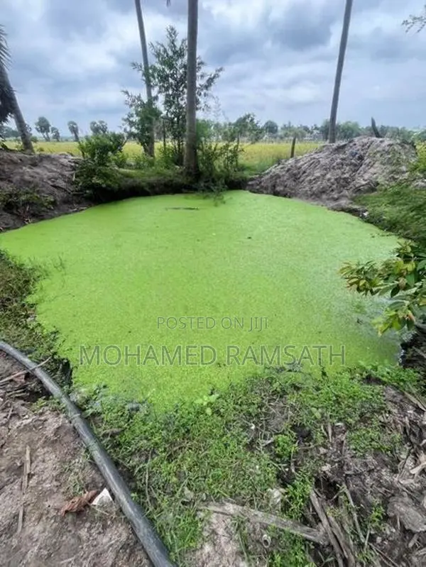 Azolla