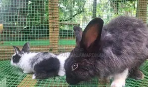 Angora Rabbits