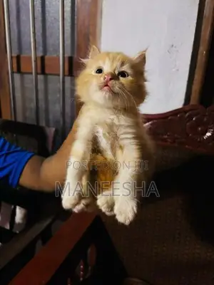Persian Cat