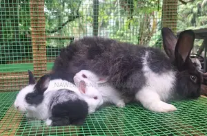 Angora Rabbits