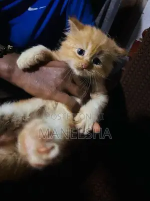 Persian Cat