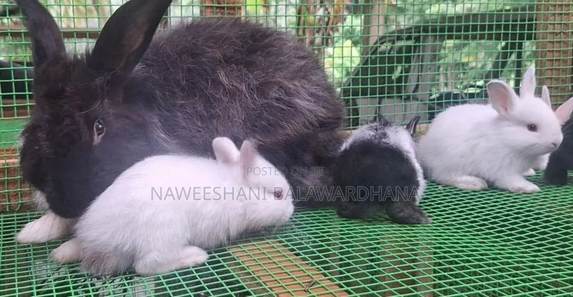 Angora Rabbits