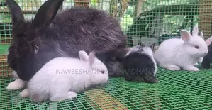 Angora Rabbits