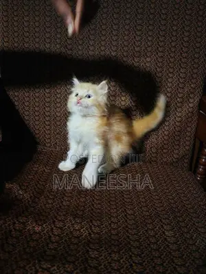 Persian Cat