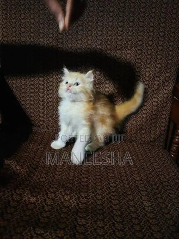 Persian Cat