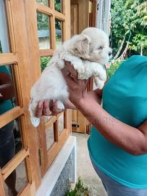 Tibatian Terrier Puppies
