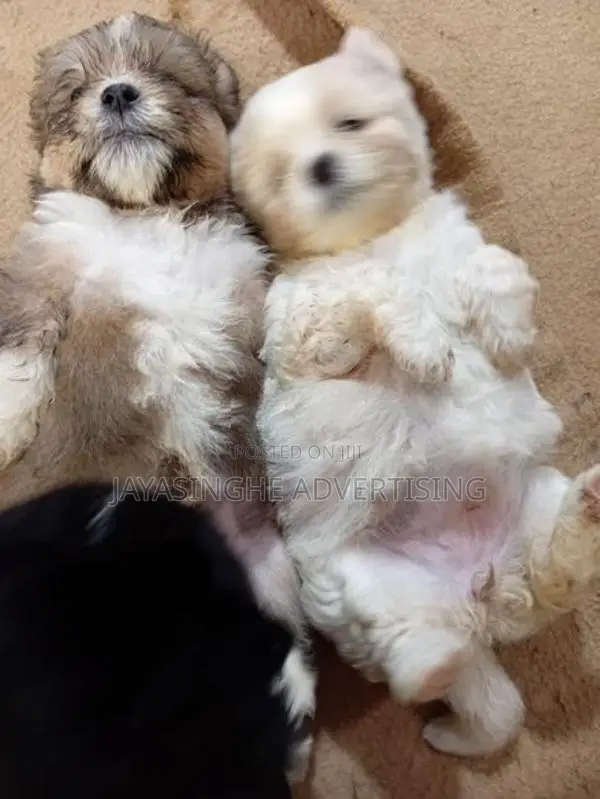 Tibatian Terrier Puppies