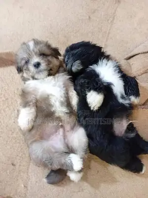 Tibatian Terrier Puppies