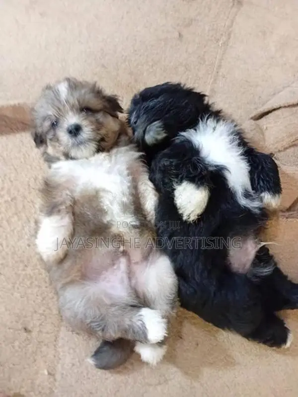 Tibatian Terrier Puppies