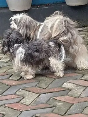 Tibatian Terrier Puppies