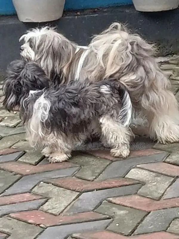 Tibatian Terrier Puppies