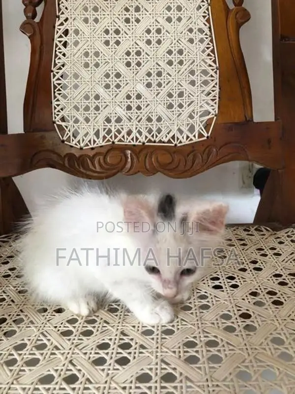 Pure White Persian Cat