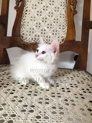 Pure White Persian Cat