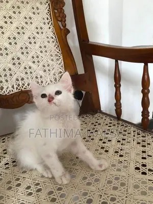 Pure White Persian Cat