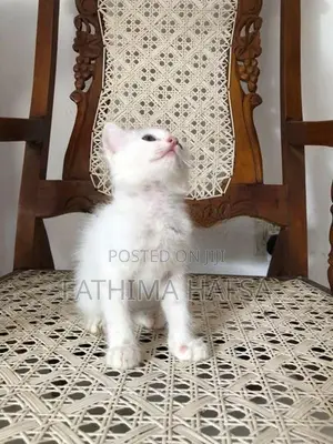 Pure White Persian Cat