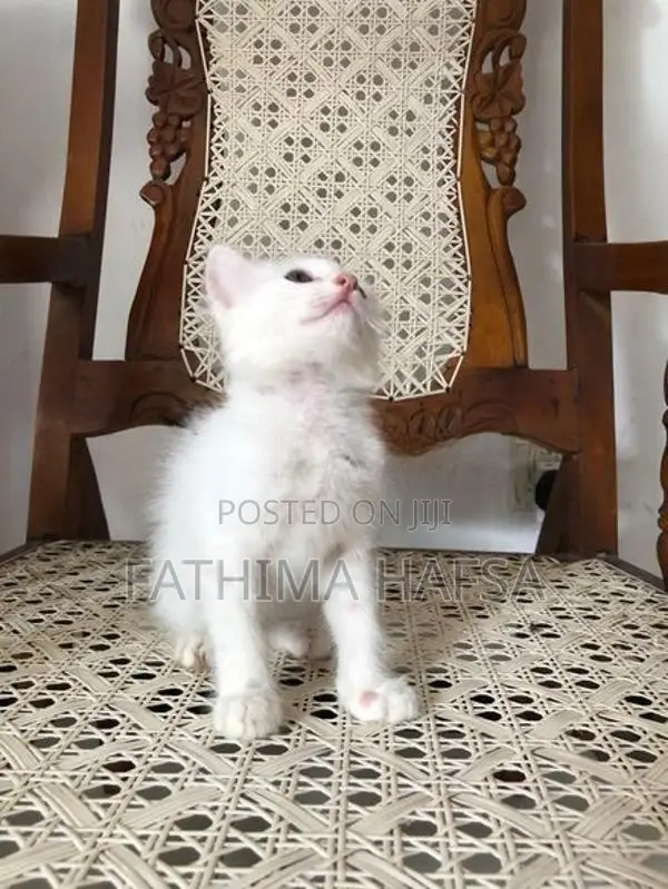 Pure White Persian Cat