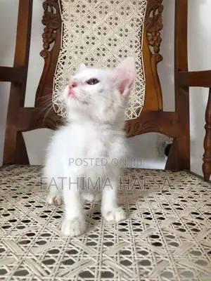 Pure White Persian Cat
