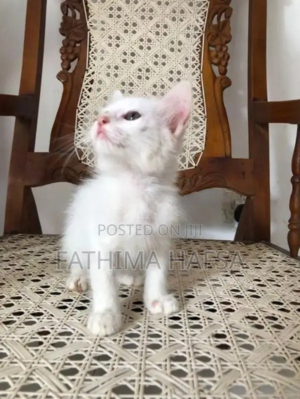 Pure White Persian Cat