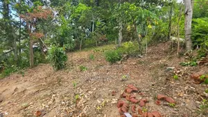 Land for Sale Wanchawala
