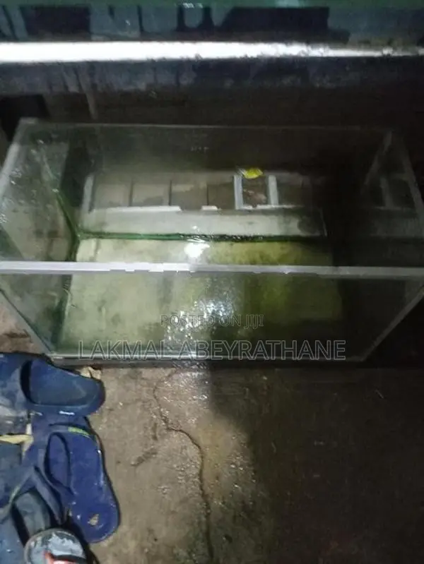 2feet Fish Tank