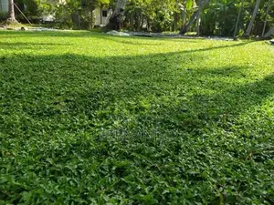 Malasiyan Carpet Grass
