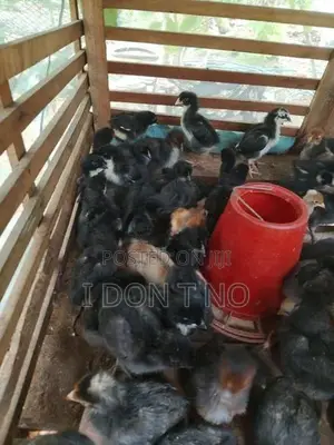 කුකුලන්
