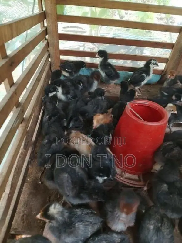 කුකුලන්