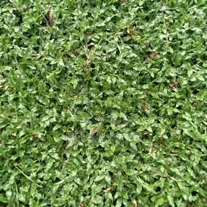 Malasiyan Carpet Grass