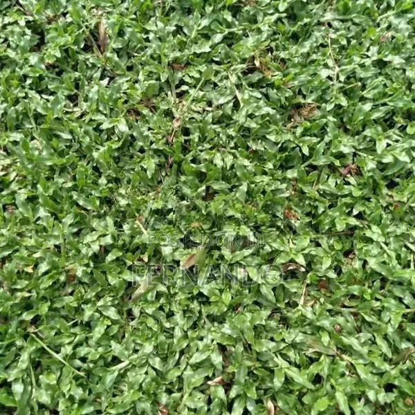 Malasiyan Carpet Grass