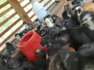 කුකුලන්