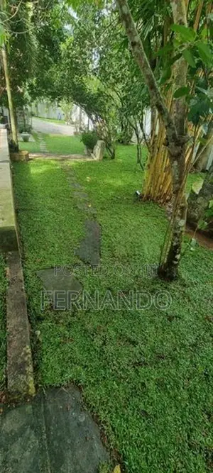 Malasiyan Carpet Grass