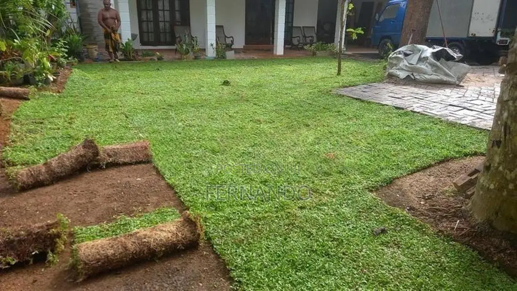 Malasiyan Carpet Grass
