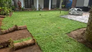Malasiyan Carpet Grass