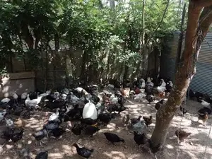 ගම් කිකිලි පැටවු