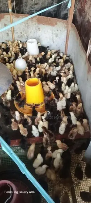 ගම් කිකිලි පැටවු