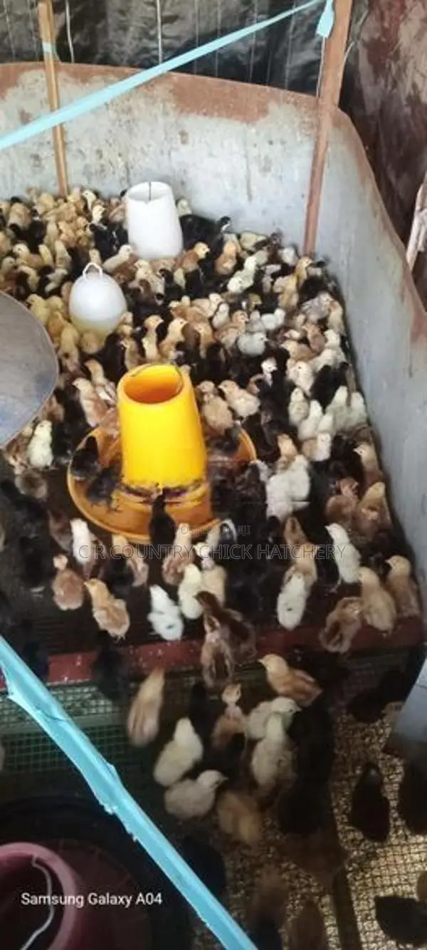 ගම් කිකිලි පැටවු