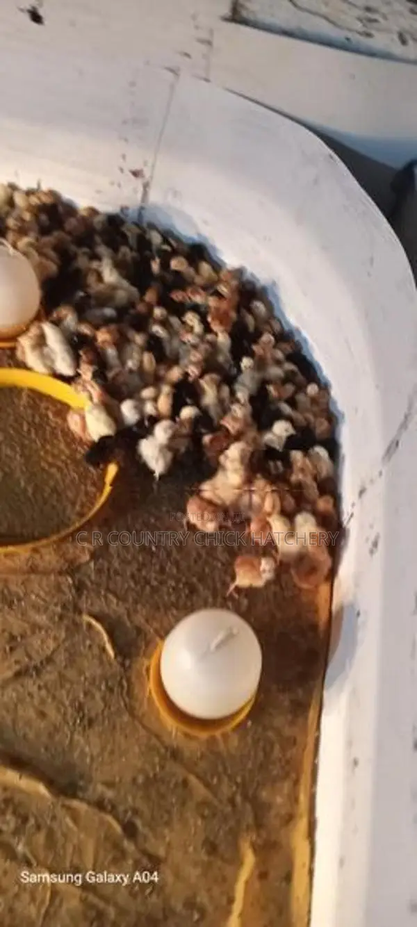 ගම් කිකිලි පැටවු