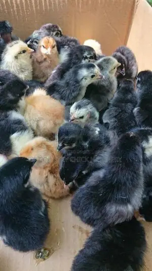 ගම් කිකිලි පැටවු