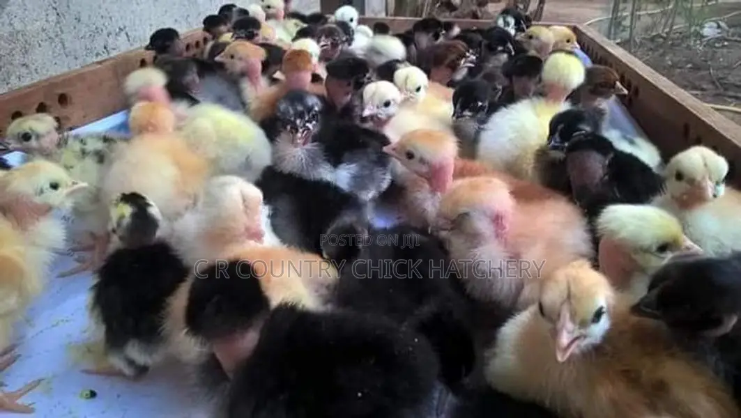 ஊர் கோழி குஞ்சு
