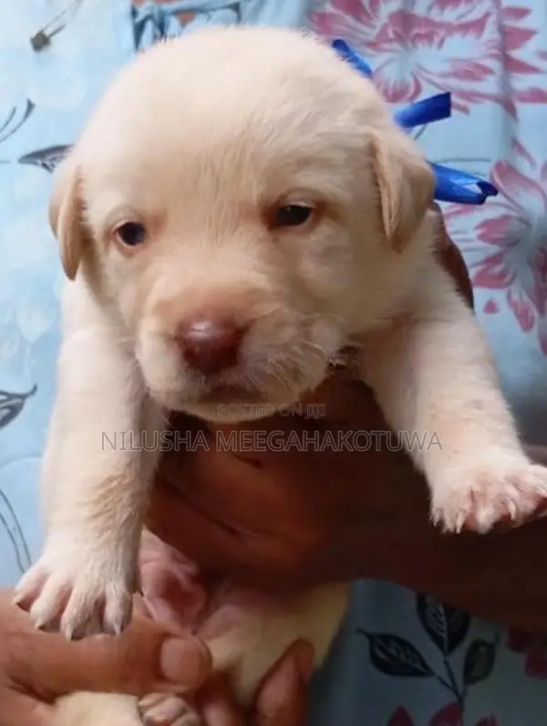 Labrador Puppy