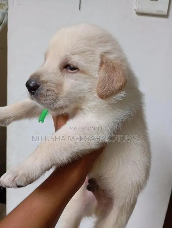 Labrador Puppy