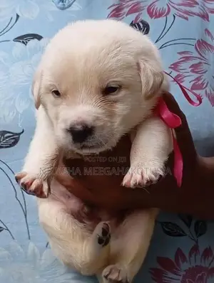 Labrador Puppy