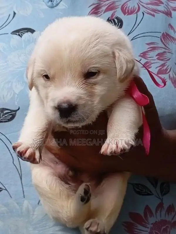 Labrador Puppy