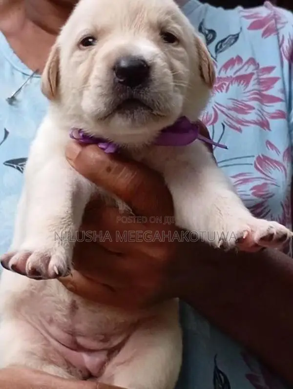 Labrador Puppy