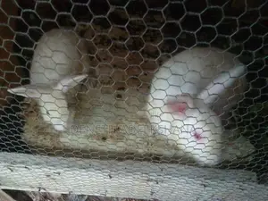 Rabbits