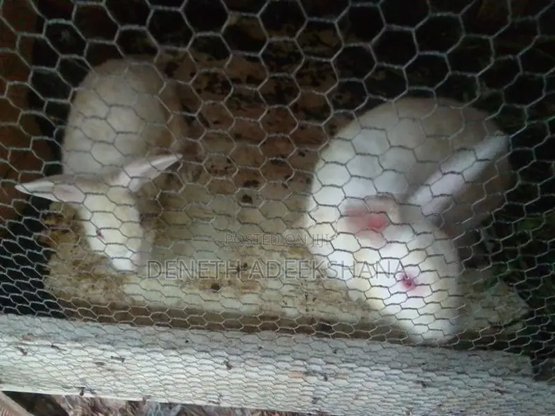 Rabbits
