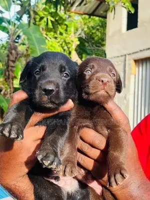 Labrador Puppies