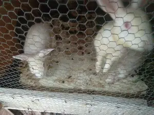 Rabbits