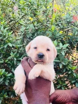 Labrador Puppies